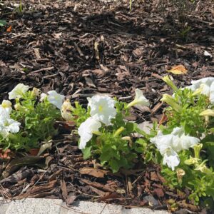 Compost Bark - Bark Mulch