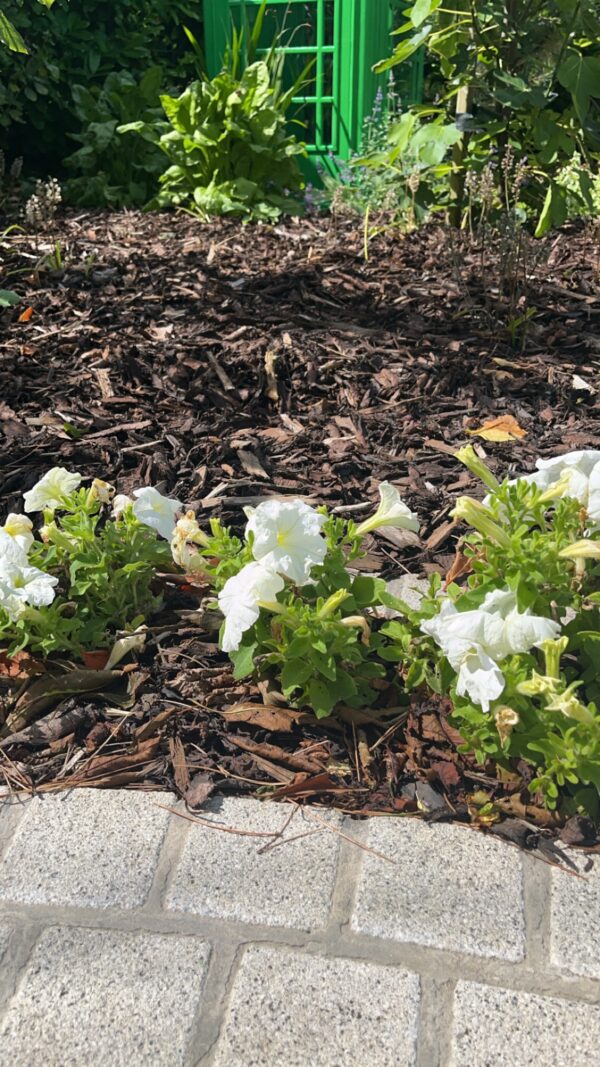 A close-up view of white petunias blooming among brown mulch, with a stone pathway visible in the foreground and green foliage in the background.