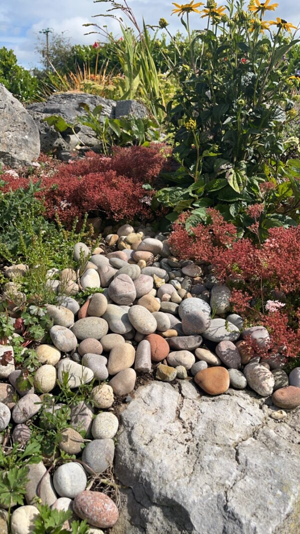 A vibrant garden scene featuring a mix of smooth pebbles, various plants, and colorful flowers, with rocks and greenery interspersed throughout.