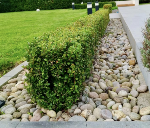 A landscaped garden featuring a neatly trimmed hedge, a pathway lined with smooth stones, and an expansive green lawn with decorative lighting and plants in the background.